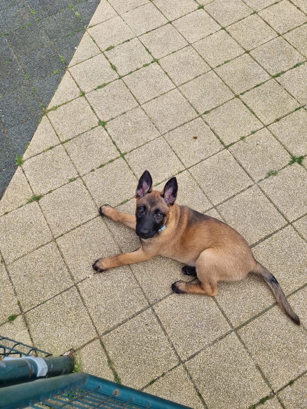 Yana, Mechelse Herder