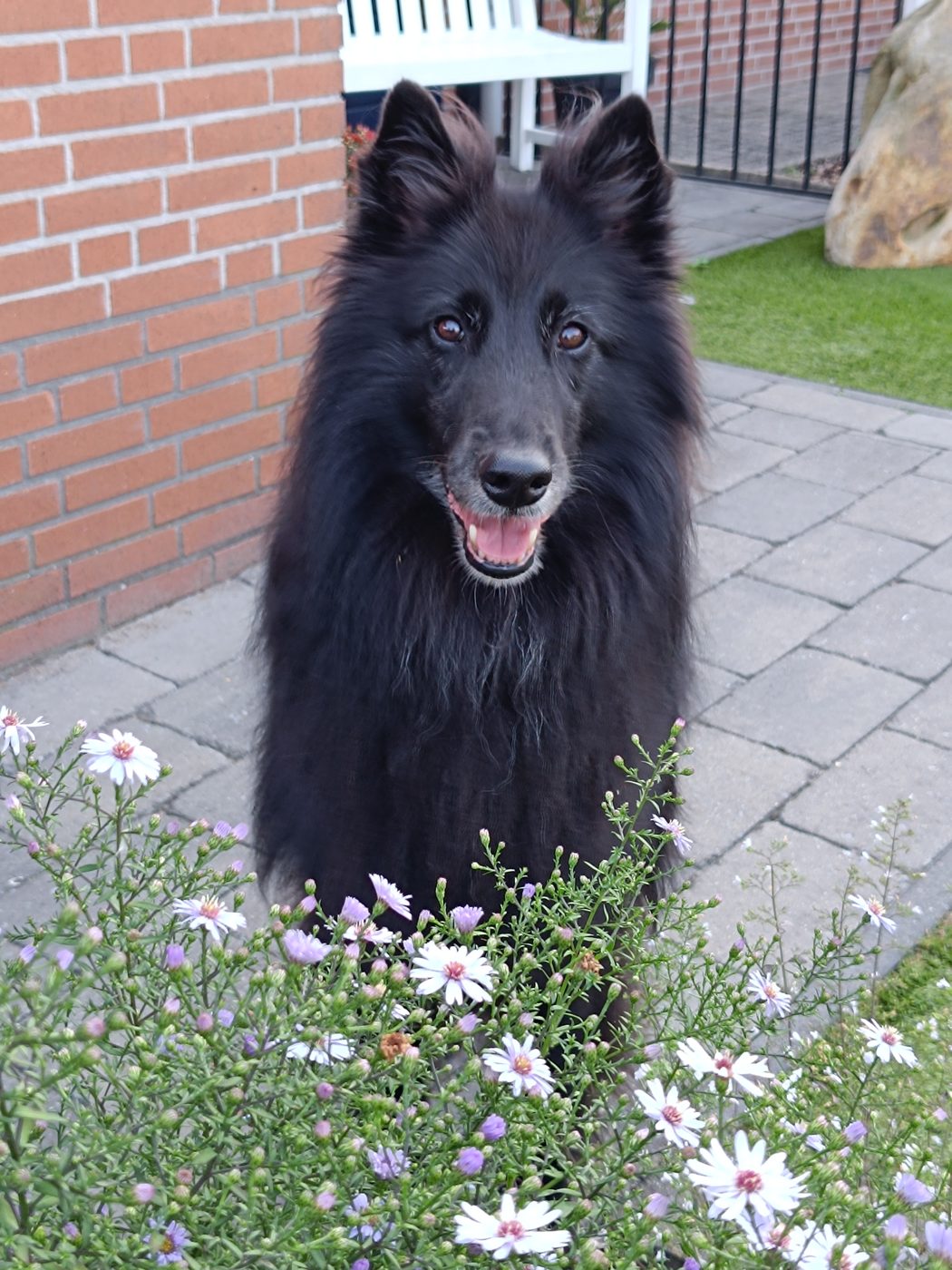 Adyn( Dynnetje) uit Hoogerheide
