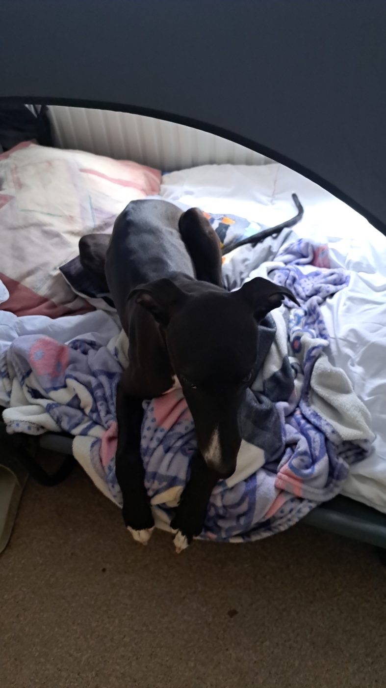 Benji, Greyhound