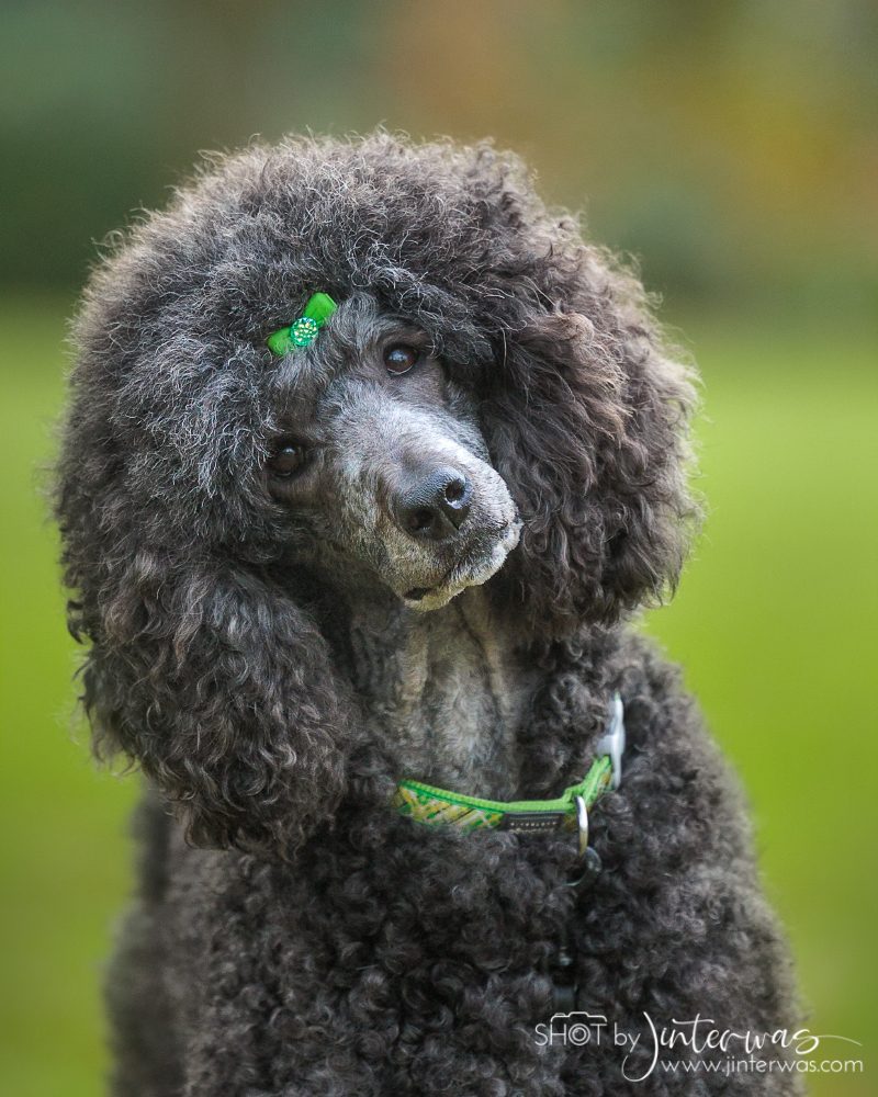 Rena uit Hoogerheide