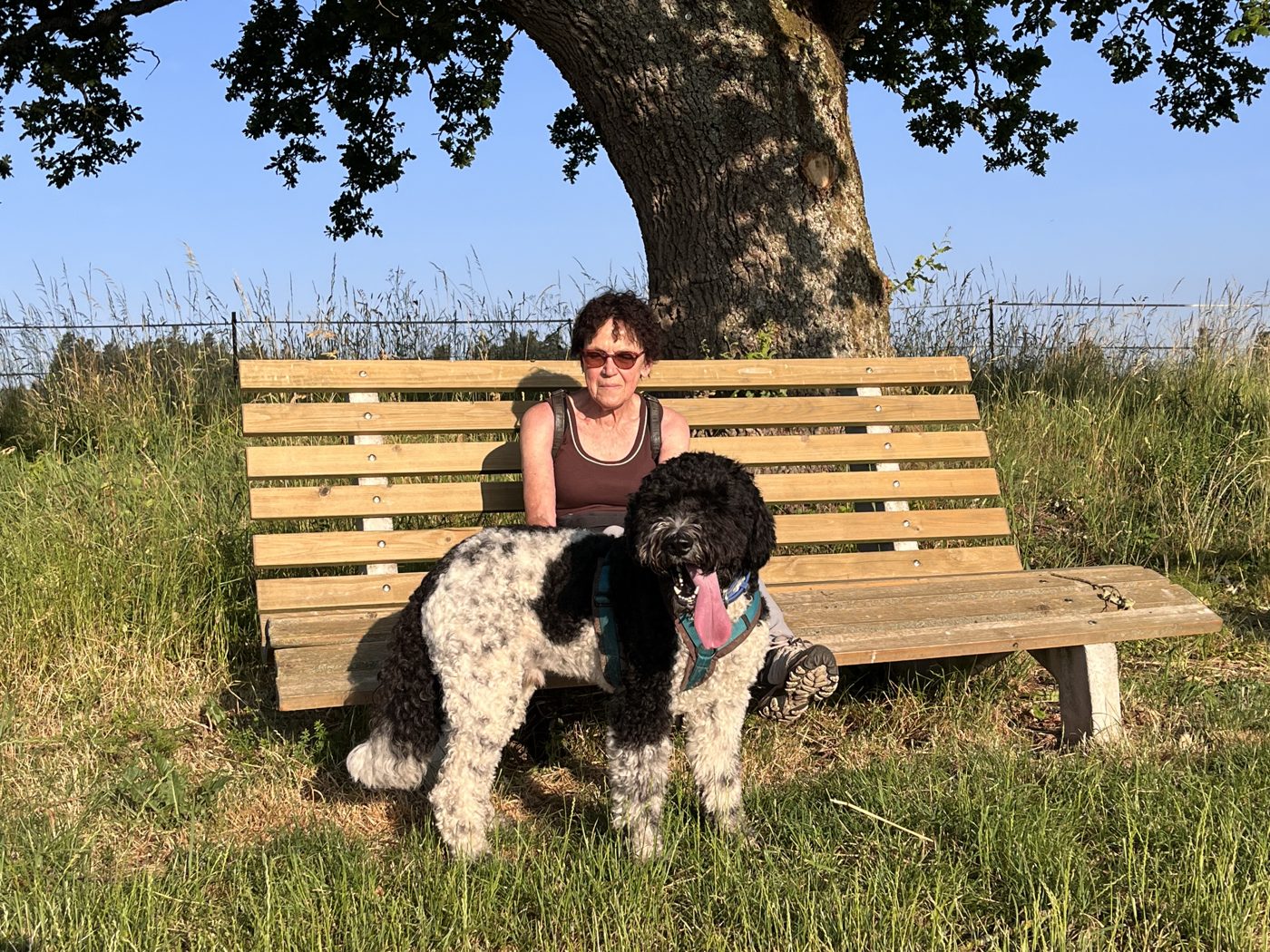 Bowie, Lagotto Romagnolo