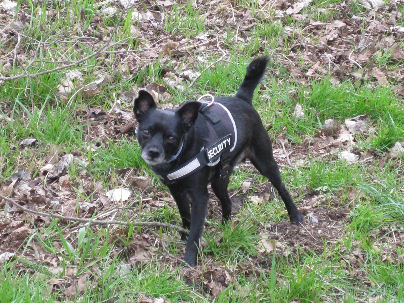 Blacky