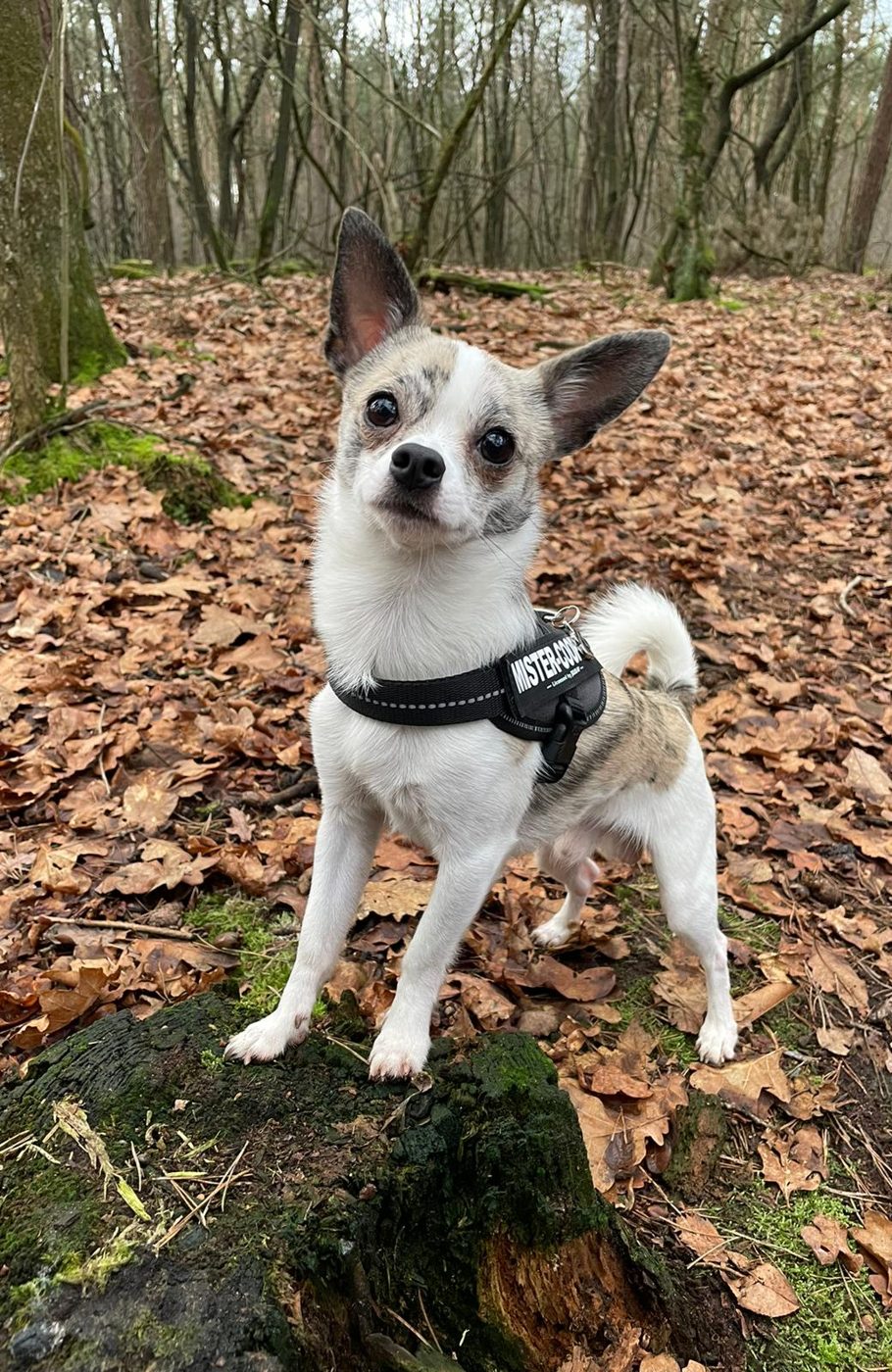 Cooper uit Venray