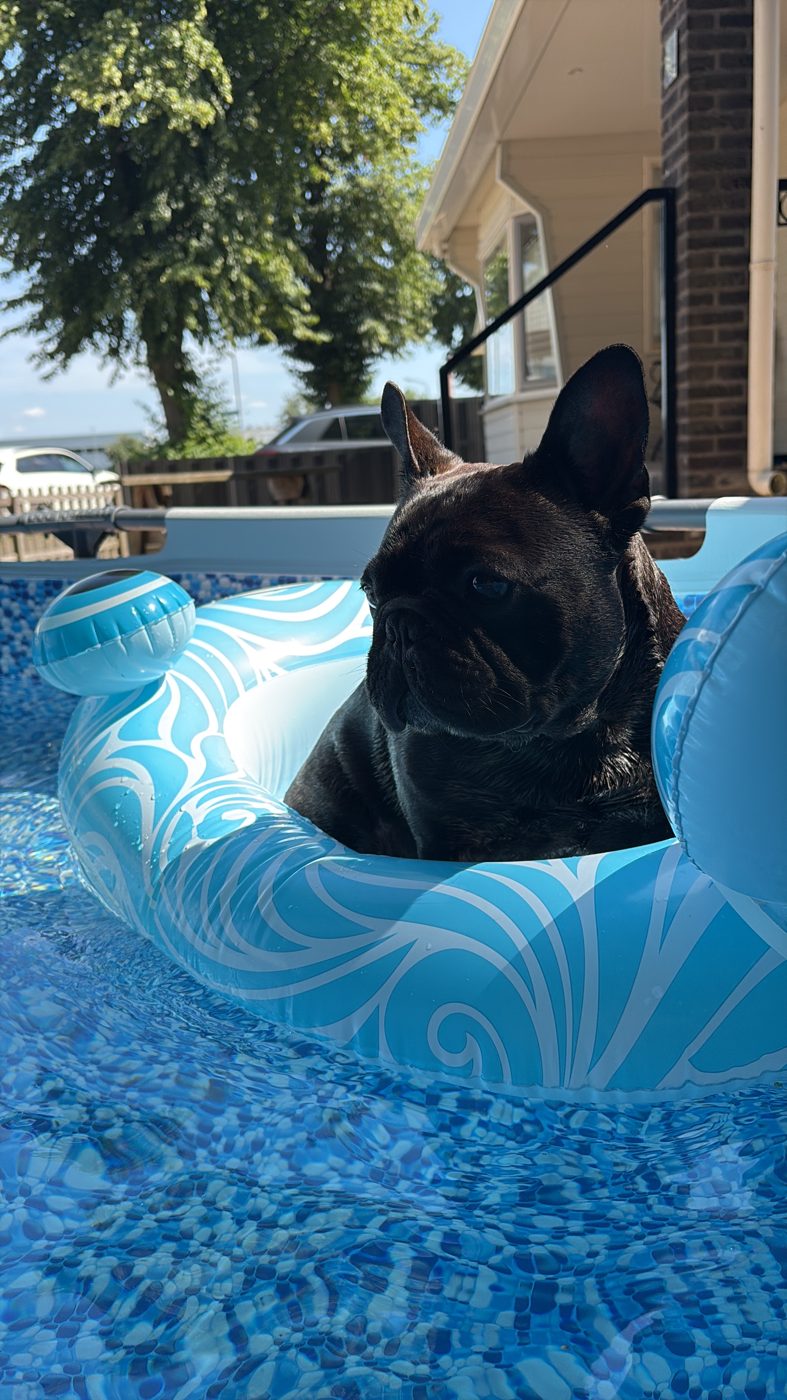 Oscar, Franse Bulldog