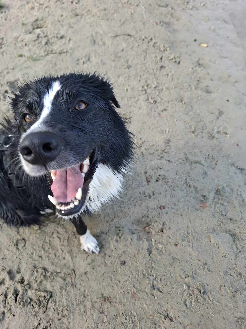 Lenny, Border Collie