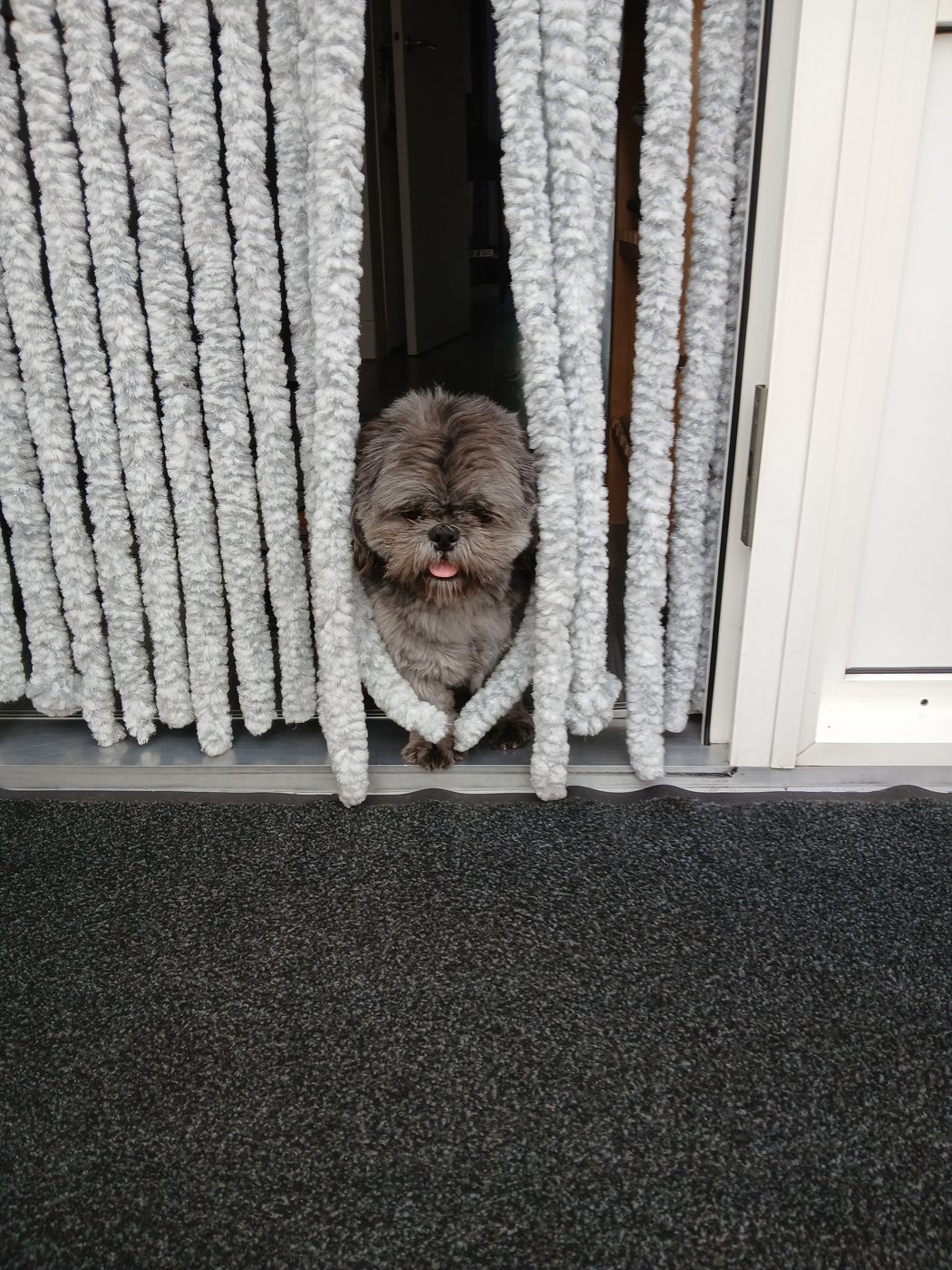 Baerke, Shih Tzu