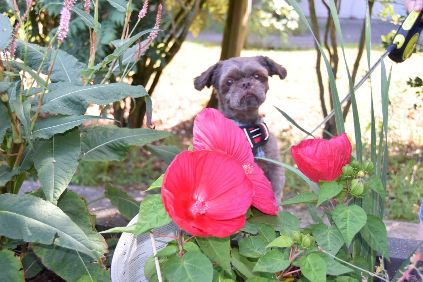 Ollie uit Almelo