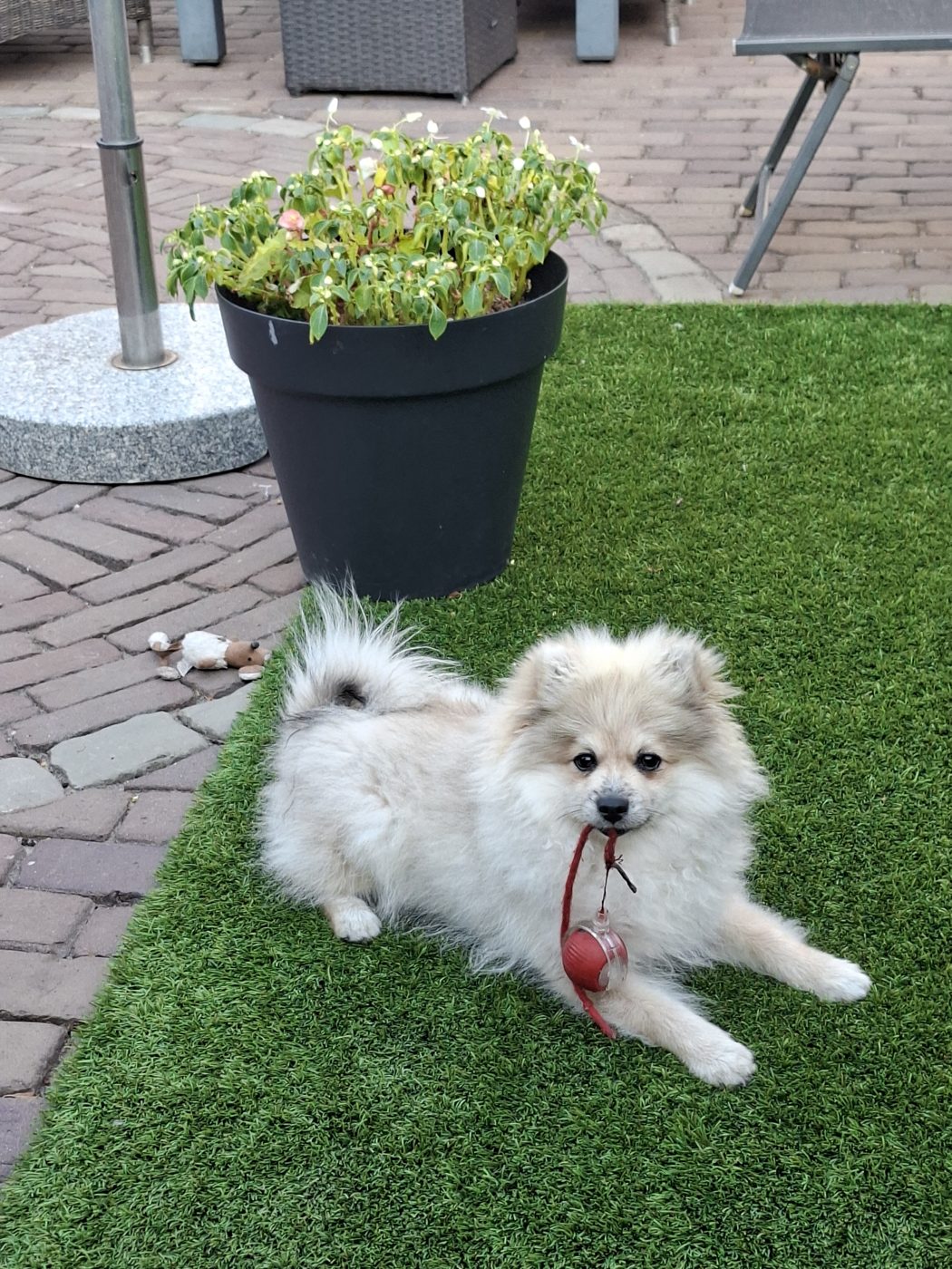 Boyke, Keeshond
