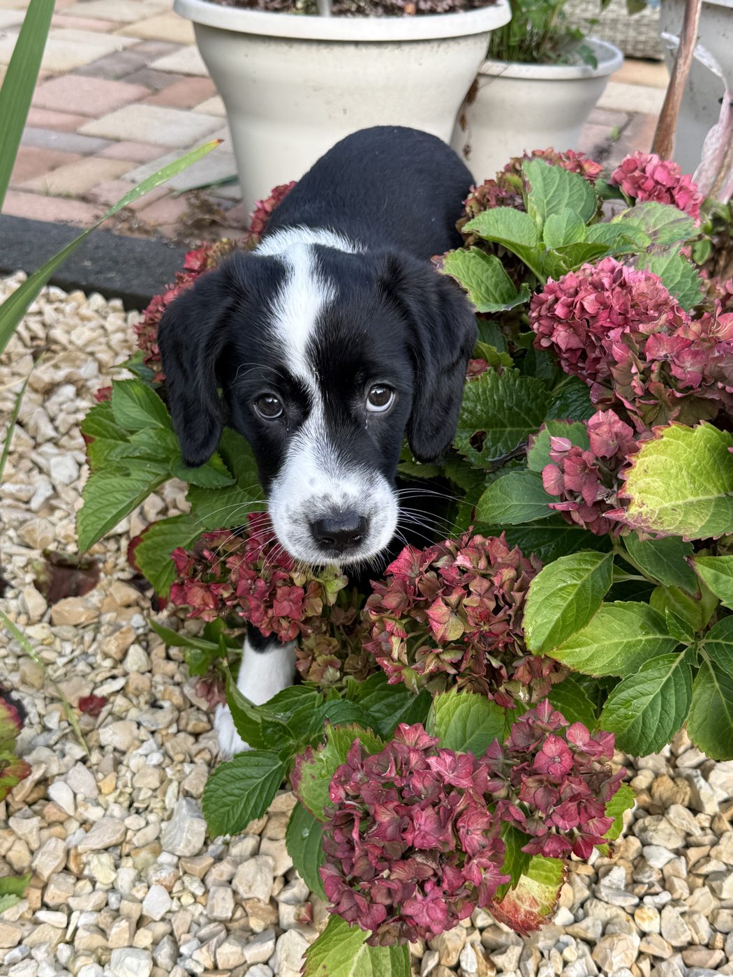 Senna uit Oirsbeek