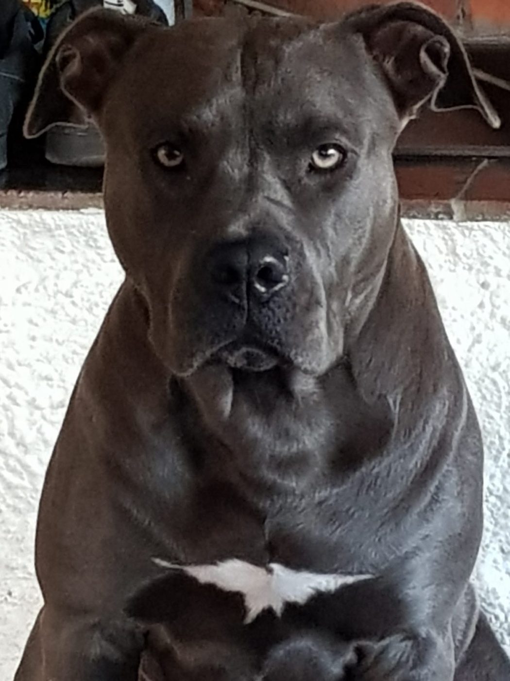 Shiva uit Groningen