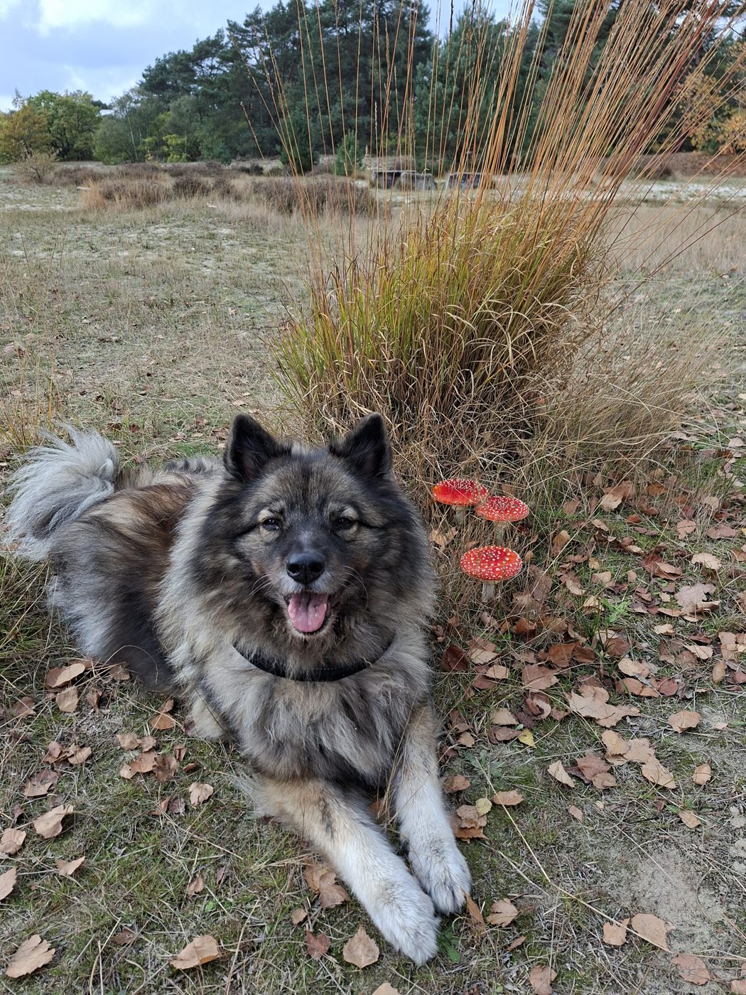 Romy, Eurasier