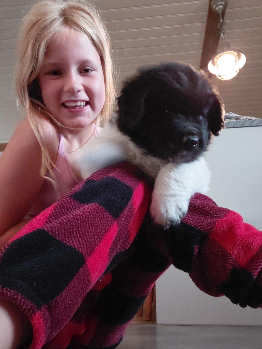 Baloe, Newfoundlander