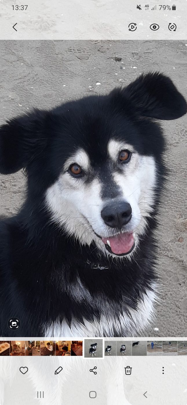Bennie, Siberische Husky