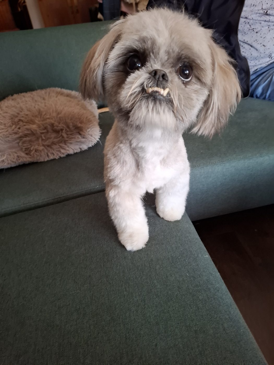 Skye uit Bemmel