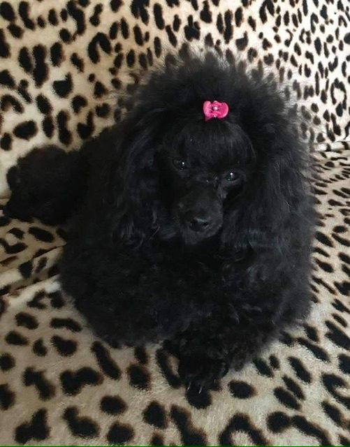 Lola uit Den Haag