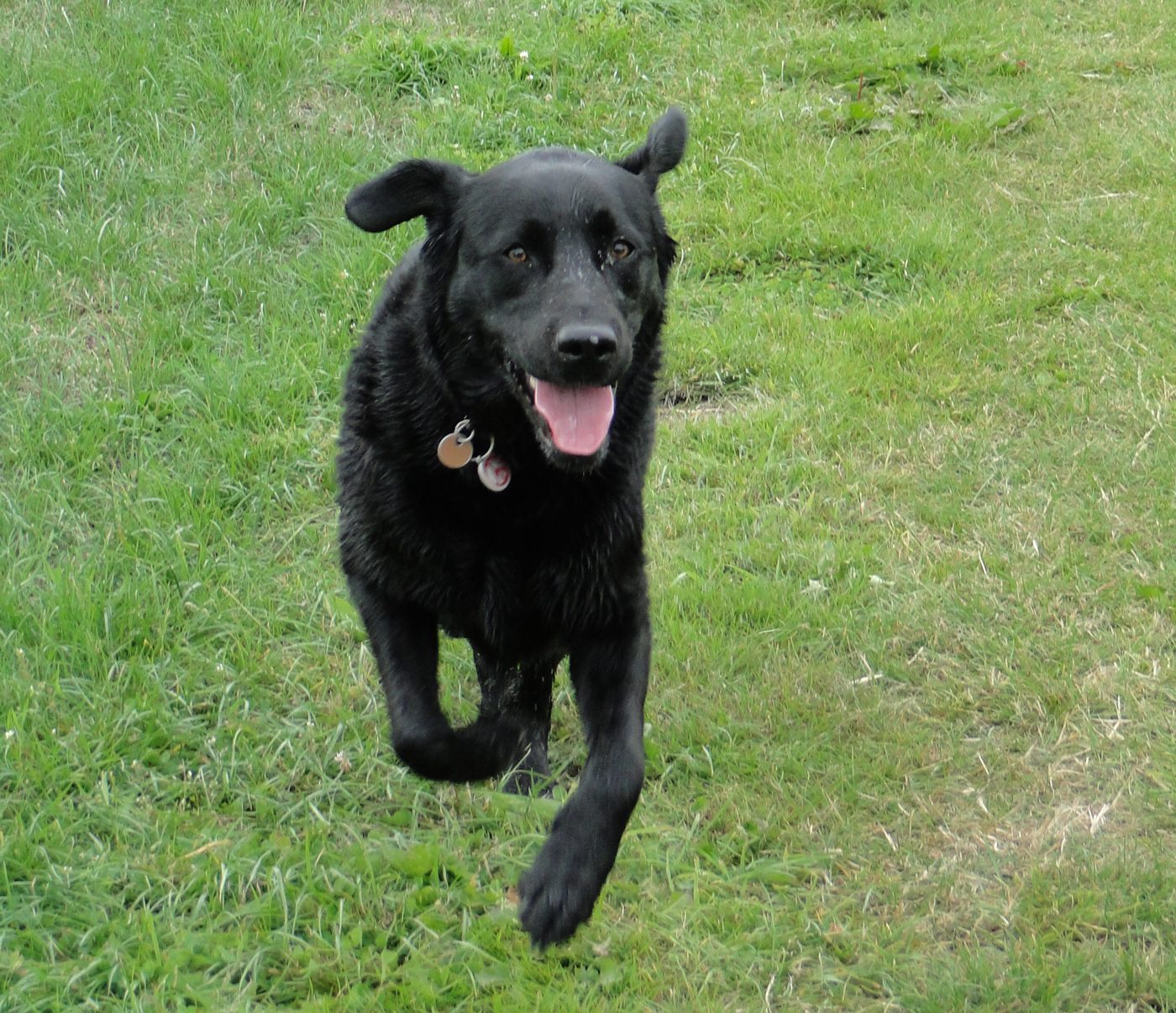 Joggie, Labrador Retriever