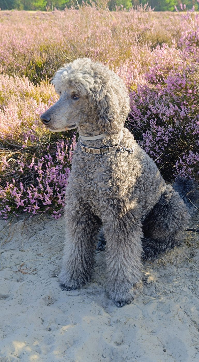 Jaxx uit Hoogerheide