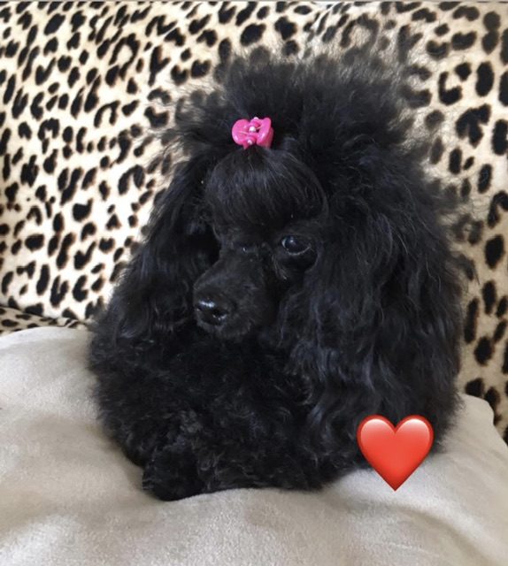 Lola, Poedel