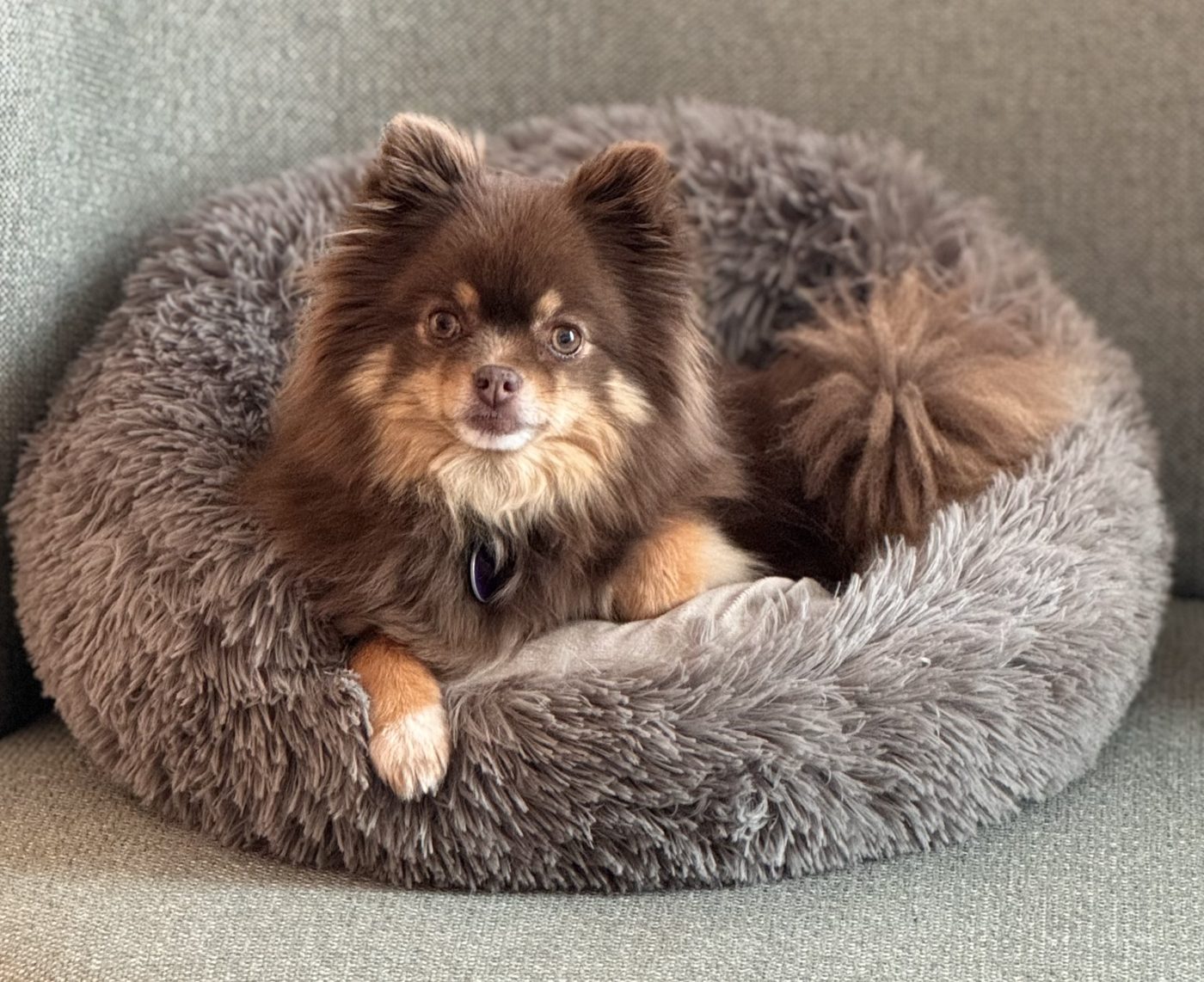 Bella, Dwergkeeshond