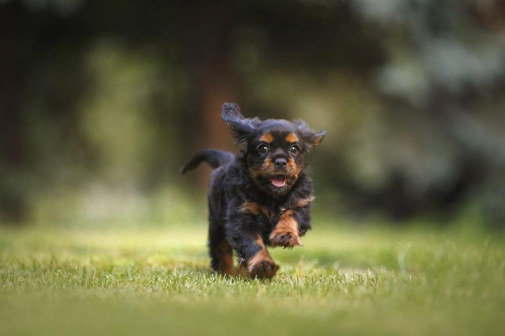 Aap stil Ik heb een Engelse les 5 tips voor het socialiseren van uw puppy - De Nieuwe Hond