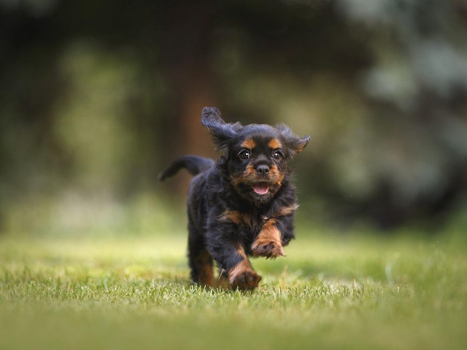 Trainen van je hond, bedelen, ongewenst blaffen, enz... - De Hond