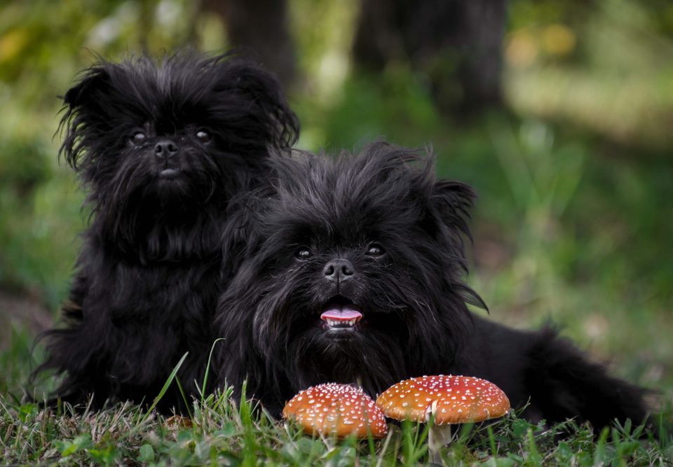 Affenpinscher