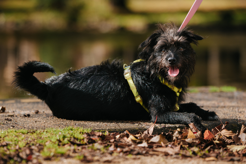 Affenpinscher