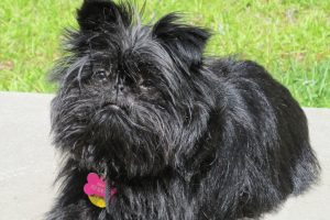 Affenpinscher