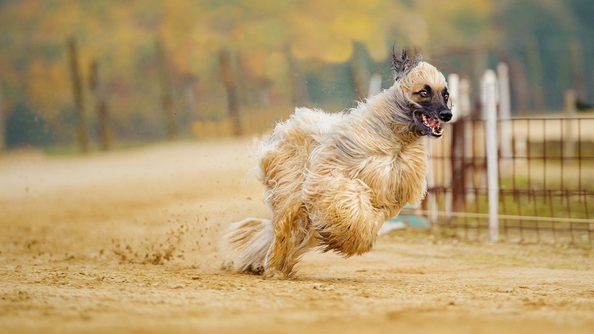 Afghaanse | Karakter | Verzorging | | De Nieuwe Hond