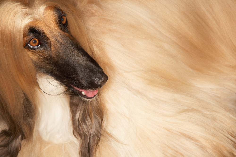 Afghaanse Windhond - Depositphotos_33847681_S - Afghan Hound