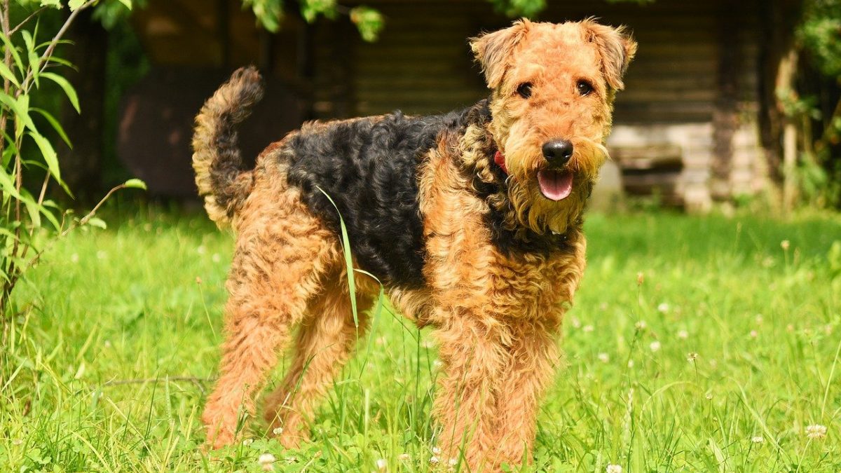 Airedale Terrier