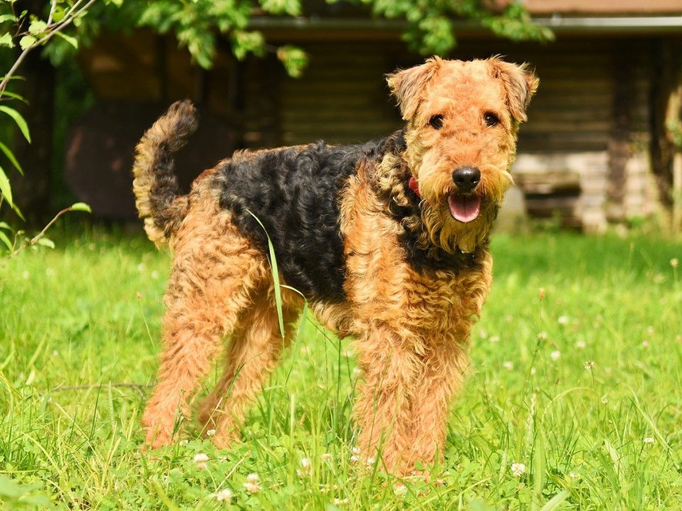 Airedale Terrier