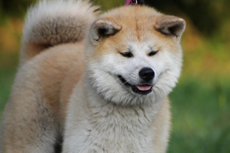 Alle Hondenrassen Met Foto Hondenrassen De Nieuwe Hond hondenrassen-namen-kenmerken-karakter-en-voeding