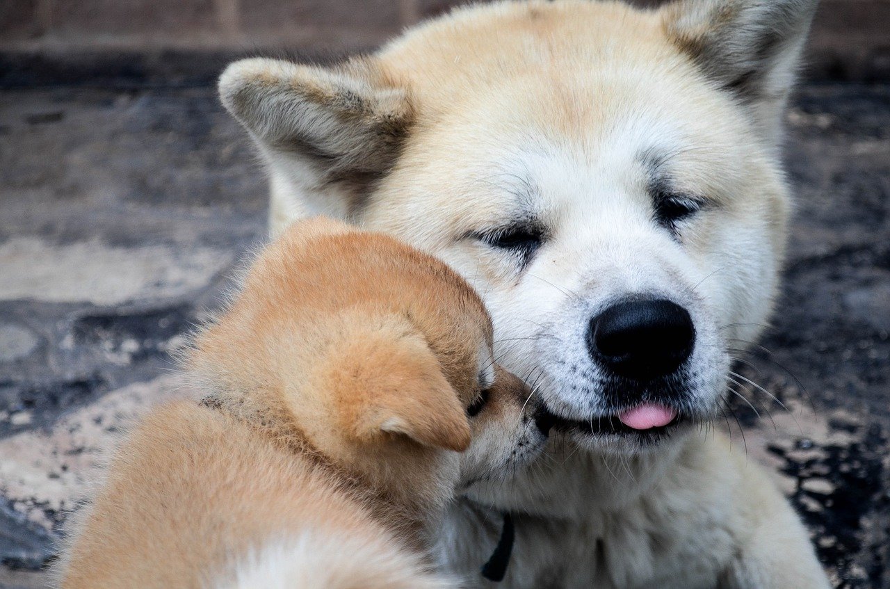 Akita Inu puppy