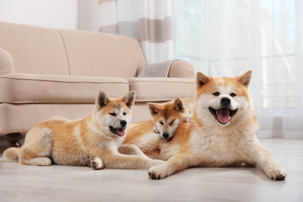 Akita Inu sociaal- Depositphotos_313348154_S Adorable akita inu dog and puppies on floor in living room