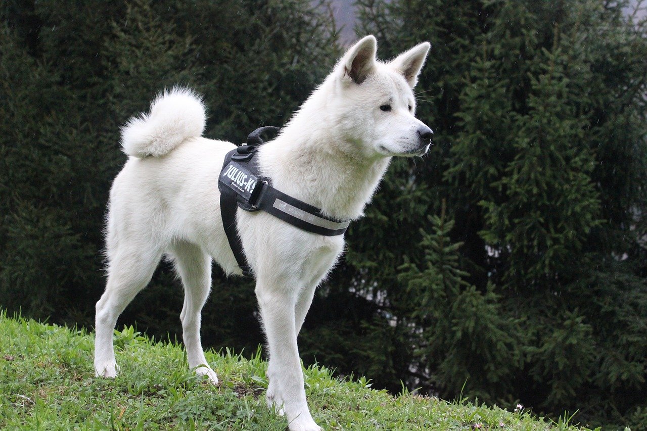 Akita Inu - grote hondenrassen