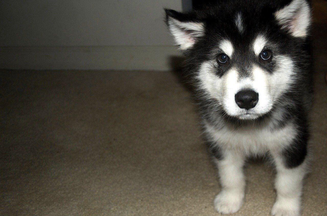 Alaska Malamute puppy