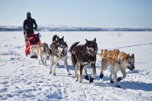 Alaska Malamute slede trekken