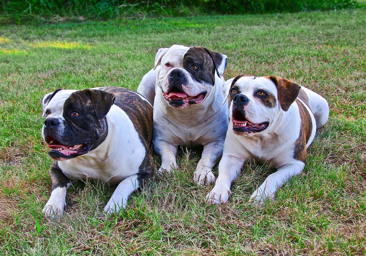 Gevaarlijke hondenrassen - Amerikaanse bulldog