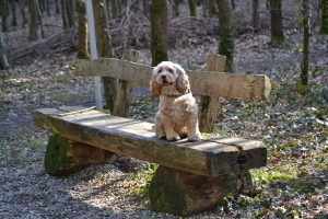 Amerikaanse Cocker Spaniel