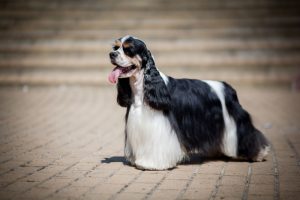 Amerikaanse Cocker Spaniel Depositphotos_182158052_S