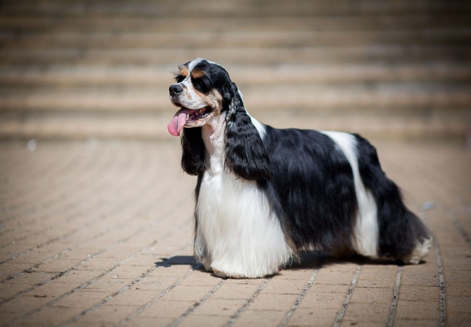 Amerikaanse Cocker Spaniel Depositphotos_182158052_S