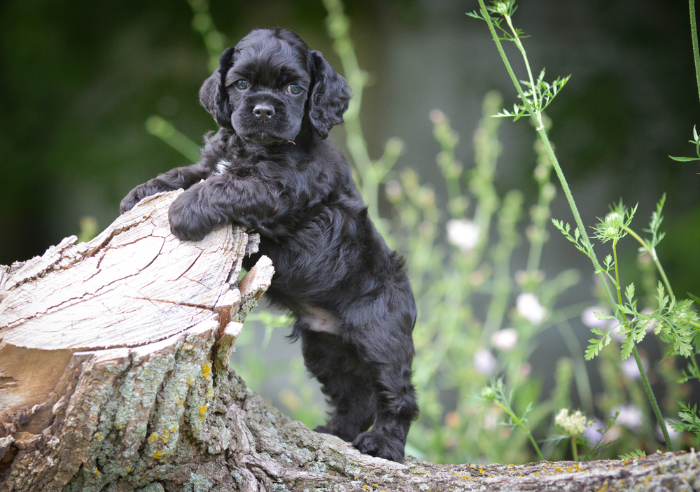 Amerikaanse Cocker Spaniel-Depositphotos_79294850_S - cocker spaniel puppy outdoors - 7 weeks old