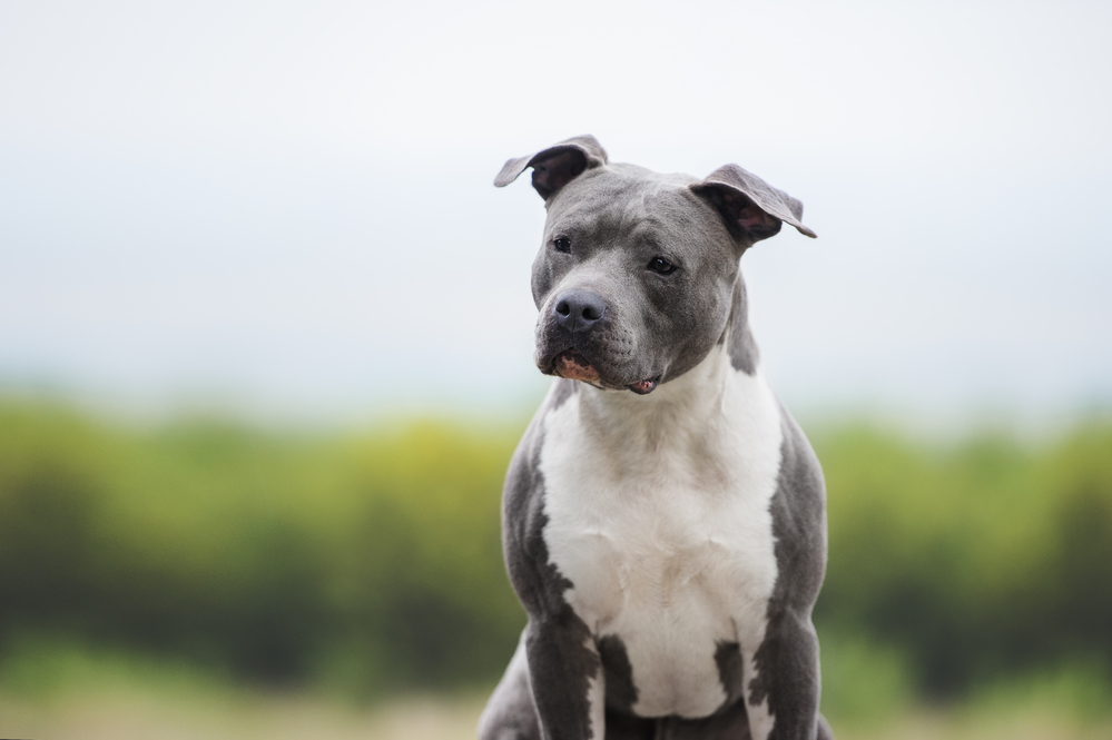 Amerikaanse Staffordshire Terrier | Karakter | Verzorging | Hondenrassen |  De Nieuwe Hond