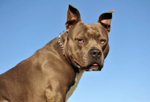 Amerikaanse Staffordshire Terrier