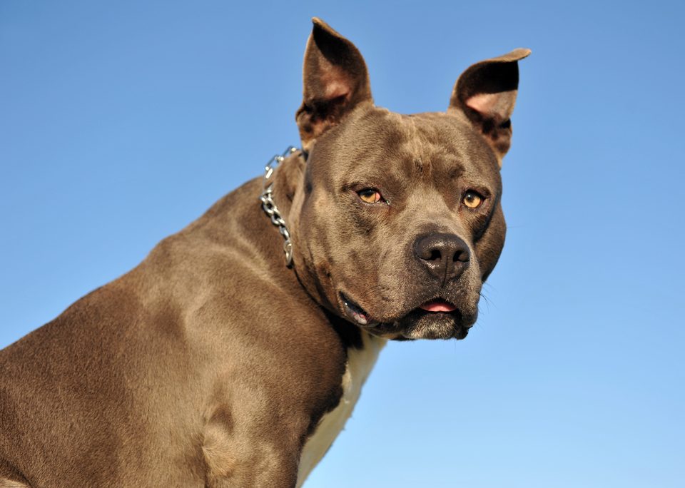 Amerikaanse Staffordshire Terrier