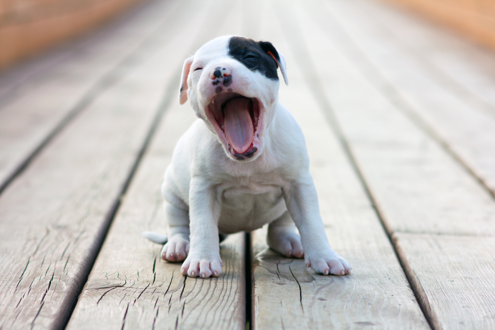 Amerikaanse staffordshire Terriers puppy yawns sitting on wooden boards