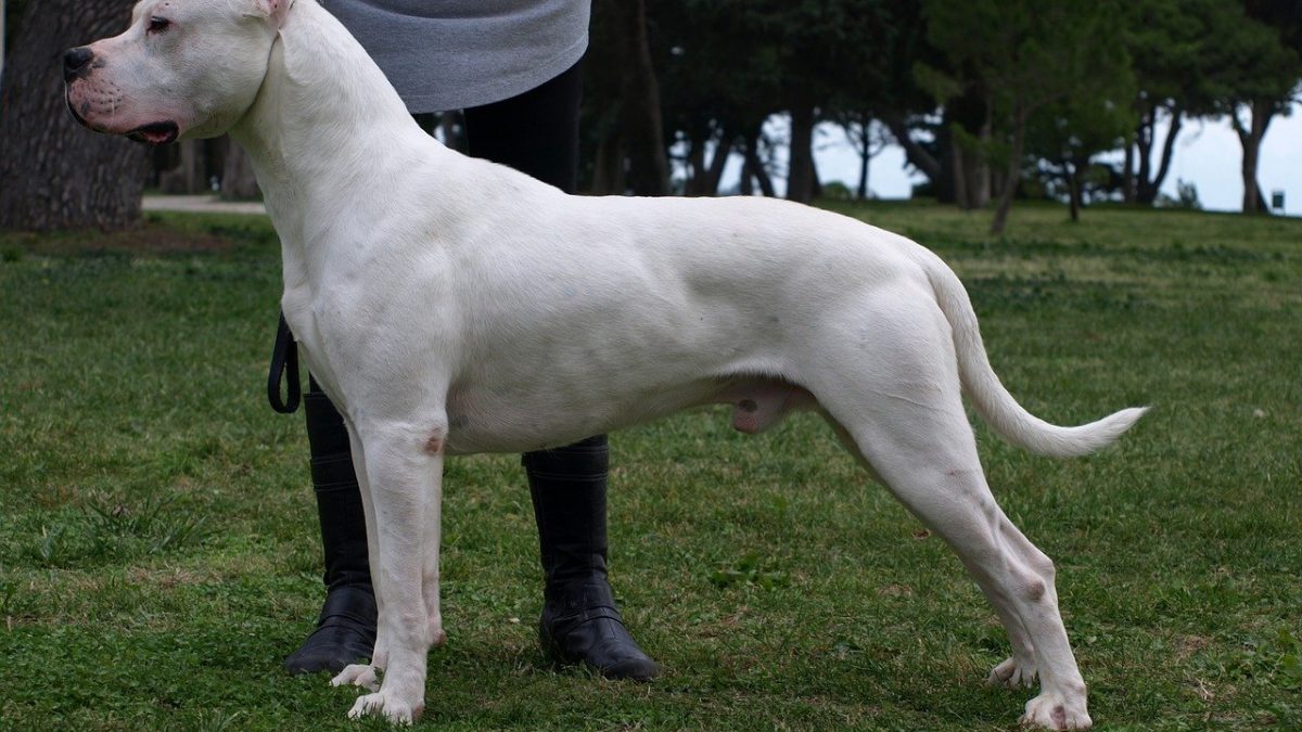 Argentijnse Dog - dogo argentino