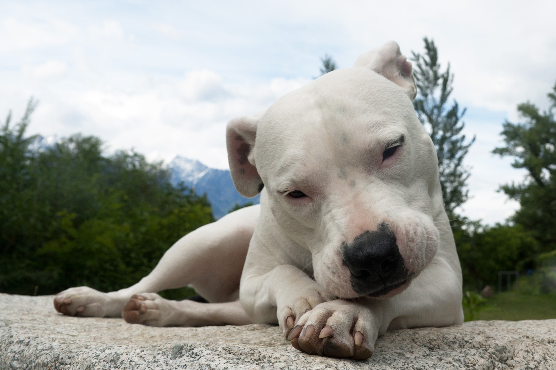 Argentijnse Dog puppy