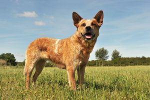 Australian Kelpie Depositphotos_7988389_S